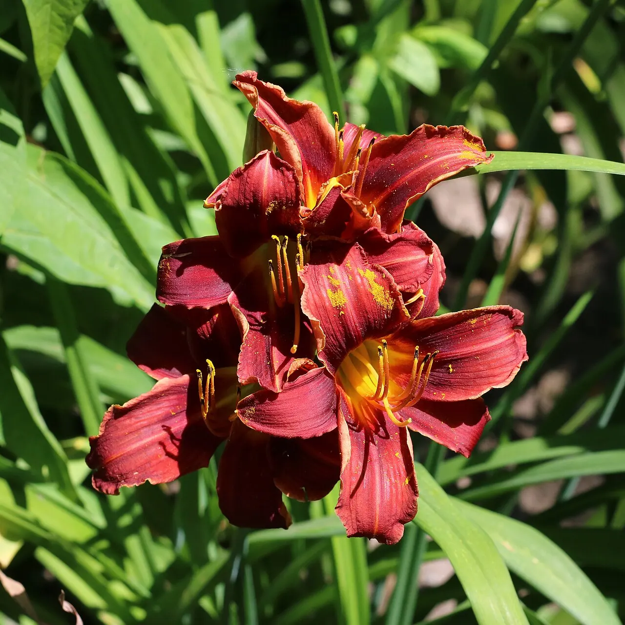 145 Uds. Semillas de Hemerocalis Rojo Vino Aterciopelado, Flor Vivaz Resistente de Larga Floración para Jardín, Bordes y Macizos