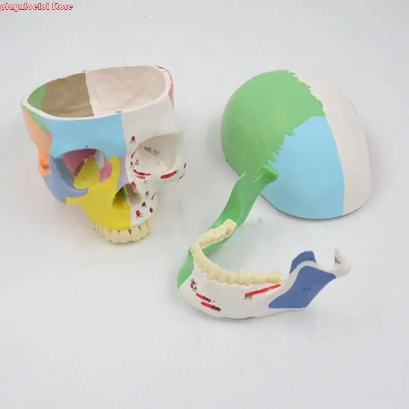 E8BA Medical Skull Model Model Doction Office Ananatomy Classroom Aid Aid