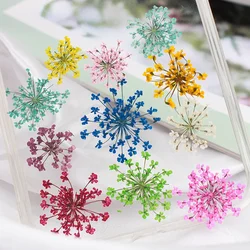 1.5~2.5CM/24&36PC Decorative Real Natural Dried Pressed Snowdrops Heads,Small Lace Flower for DIY Craft Resin Jewellery,Candles