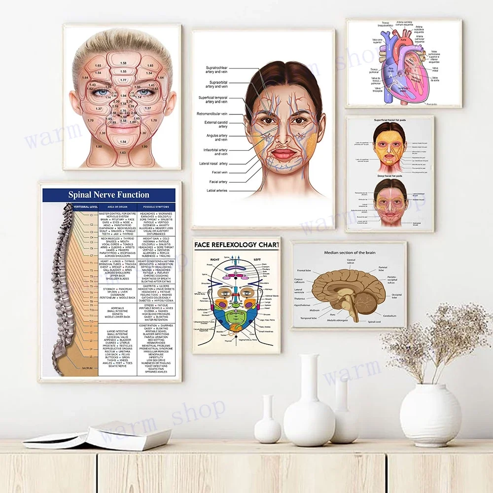 Jeringa de belleza, anatomía Facial femenina y fisiología muscular Vascular y almohadilla de grasa, relleno dérmico y póster de estética de salón Botox