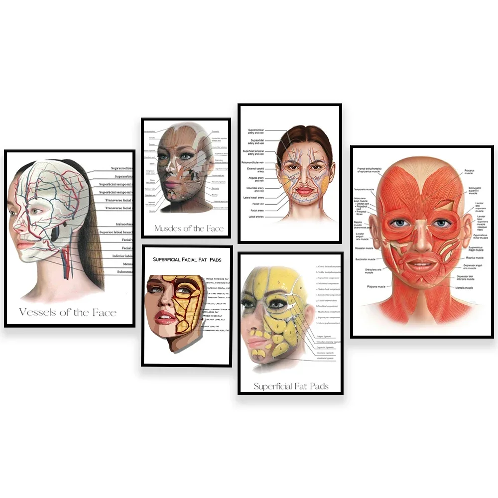 Beauty Syringe Female Facial Anatomy and Physiology Muscle Vascular and Fat Pad Dermal Filler and Botox Salon Poster