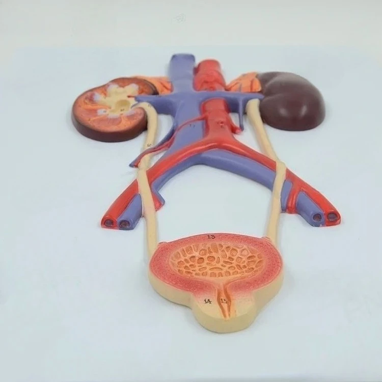 Male Urinary System Anatomical Model Kidney Bladder Ureter Relief Plaque