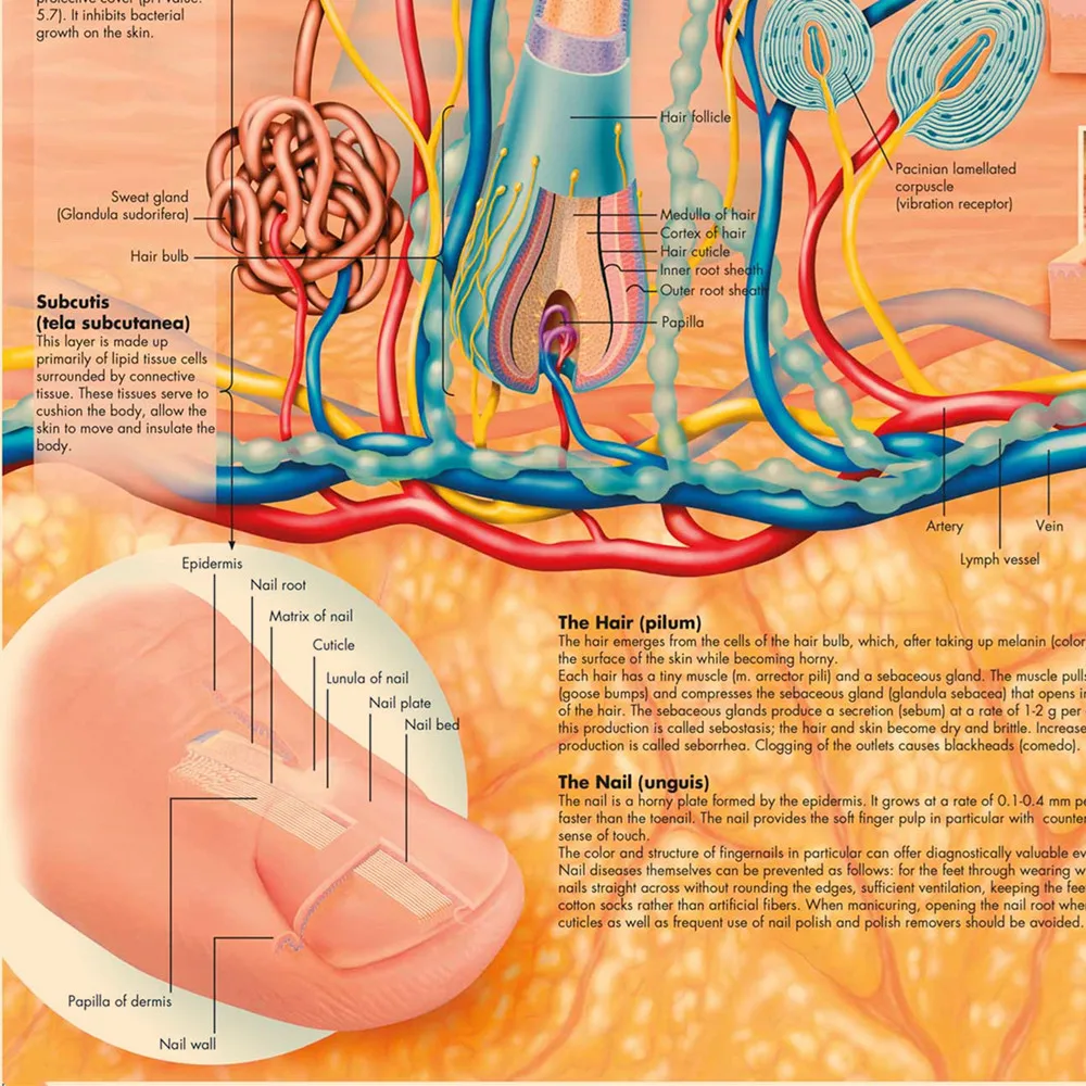 The Skin Cutis Derma Vintage Medical Posters and Prints Human Anatomy Wall Art Painting Wall Chart Hospital Clinic Home Decor