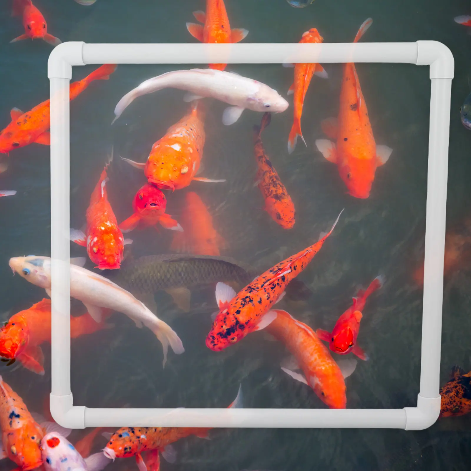 Anillo flotante de 40 cm para acuario, barrera para plantas, separador de algas, círculo flotante para alimentación de peces en estanques y tanques.