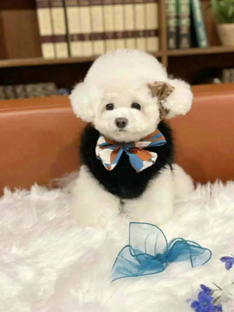 Puppy Clothes Winter Warm Dog Traction Vest Back