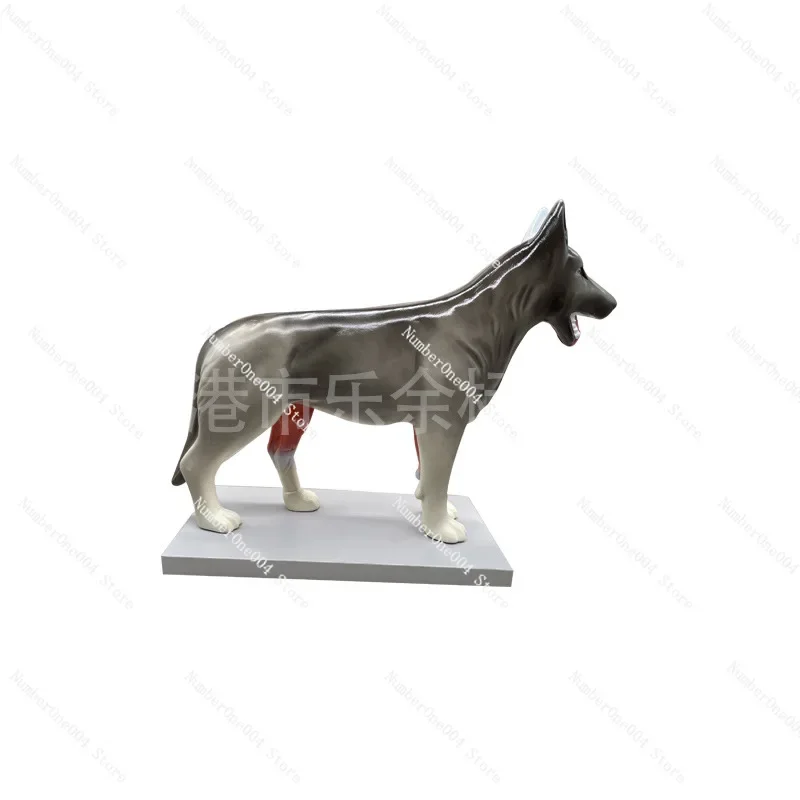 

Manufacturers Supply Dog Anatomy Model Large Dog Model Specimen Skeleton Dog Biology Teaching Model Instrument in Stock