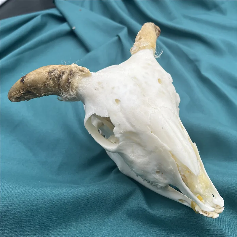 1pcs real sheep skull collection animal skull specimen teaching model home collection