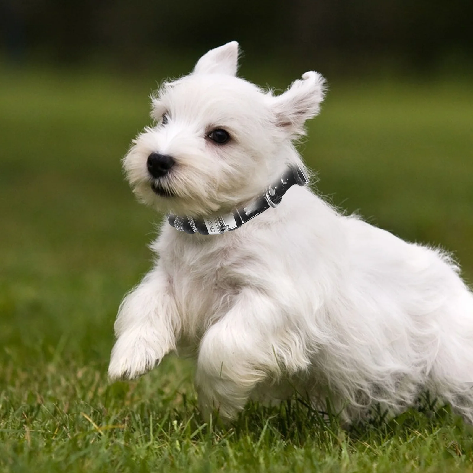 

Small Dog Pearl Collar Adjustable Soft Pu Beaded Necklace For Puppies Party Wedding Jewelry Accessory Dog Collars For