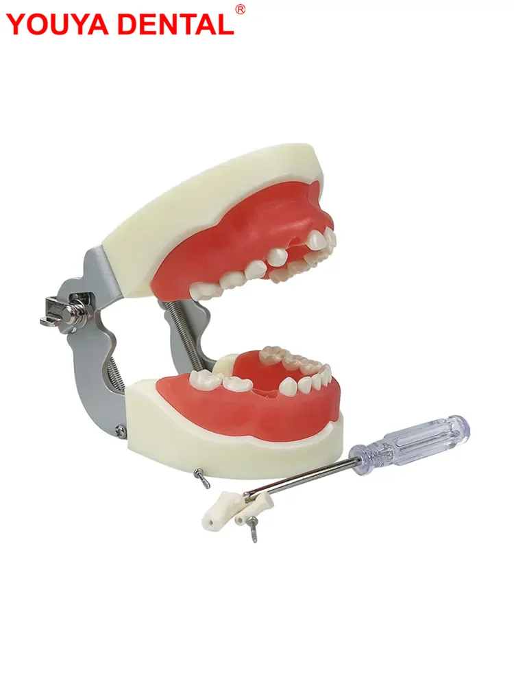 Kinder Dental Typodont Modell Mit Abnehmbaren Zähnen Weiches Zahnfleisch Zähne Modell Ausbildung Für Kinder Zahnmedizin Praxis Zahn Modell Kind