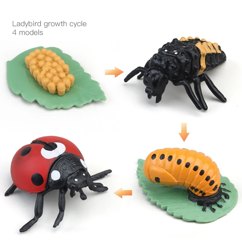 Simulation Life Cycle Animals Model Montessori Toy Children Insect Plant Growth Cycle Biology Science Open-Ended Educational Toy