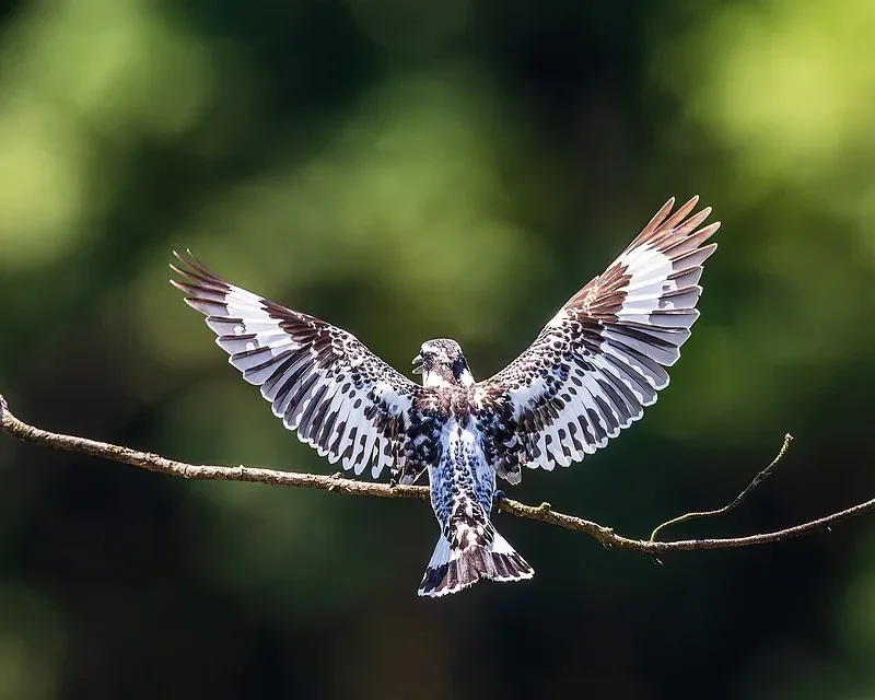 

SKYZONE Cobra X V4 FPV Goggles — 1280x720, 5.8G 48CH Diversity RX, 60FPS DVR, HDMI/Head Tracker для RC Drone