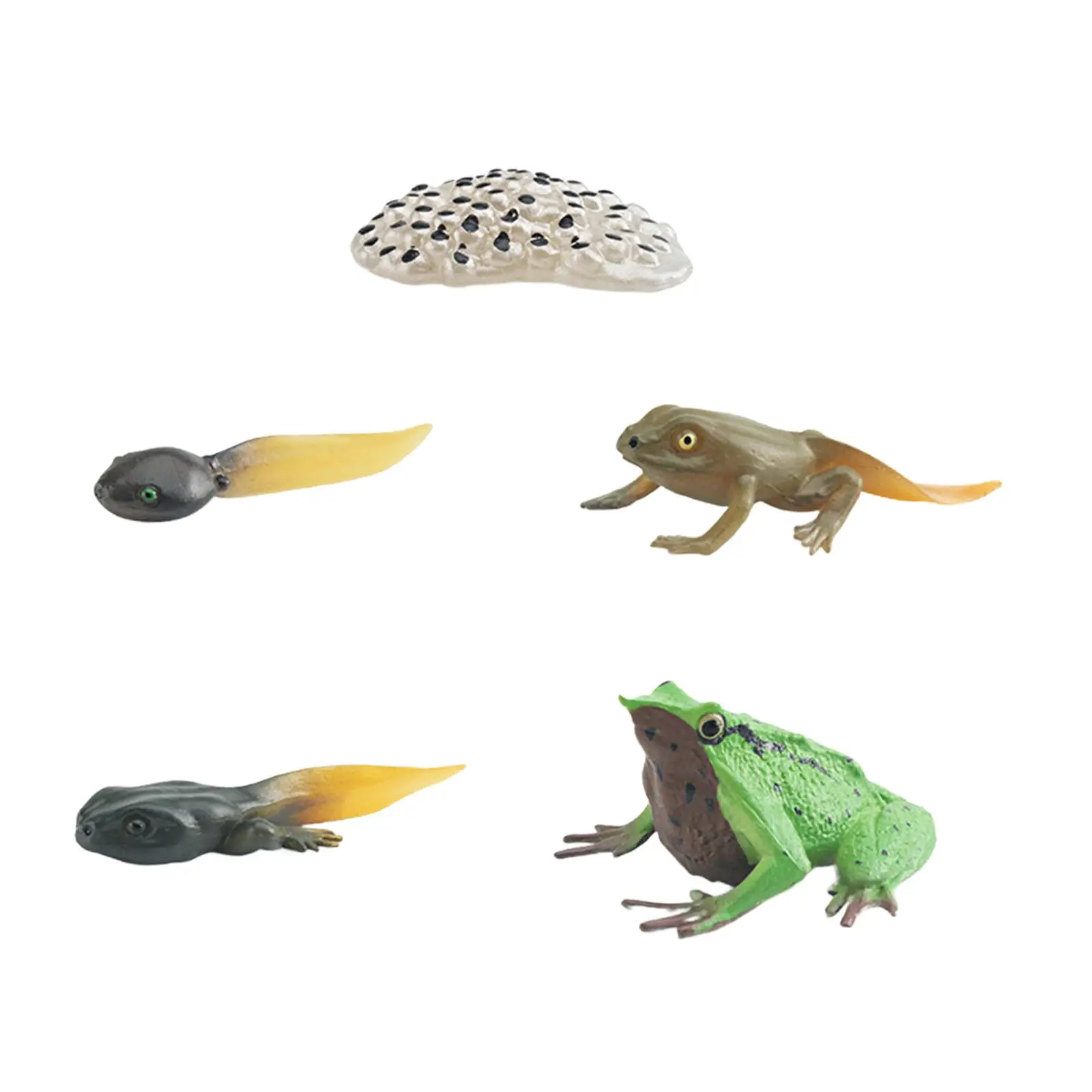 Life Cycle of Frog Toys Cognitive Cake Toppers Birthday Gifts Teaching Props Egg Tadpole to Frog Animal Growth Cycle Figures