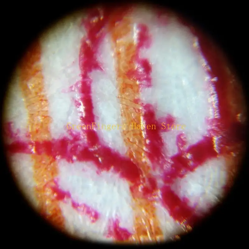 F68D Handhed Microscope 160-200X Adjustment Portable LED Microscope LED Lighted Pocket Microscope Magnifier-M25 White