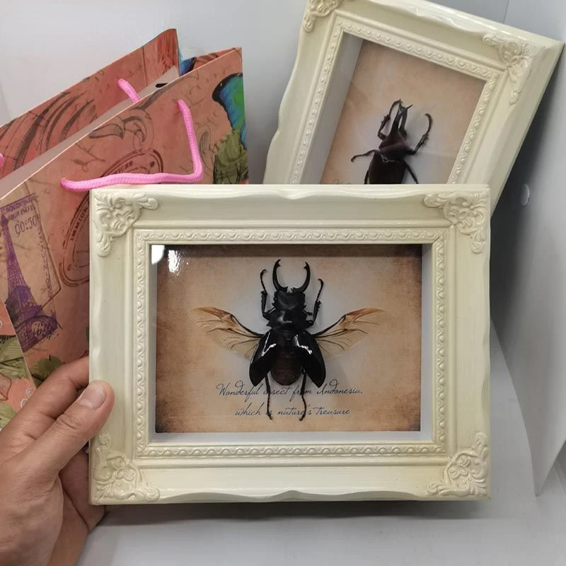 Real Insects Big pocket stag beetle specimen European-style retro 7-inch photo frame Birthday gift living room decoration