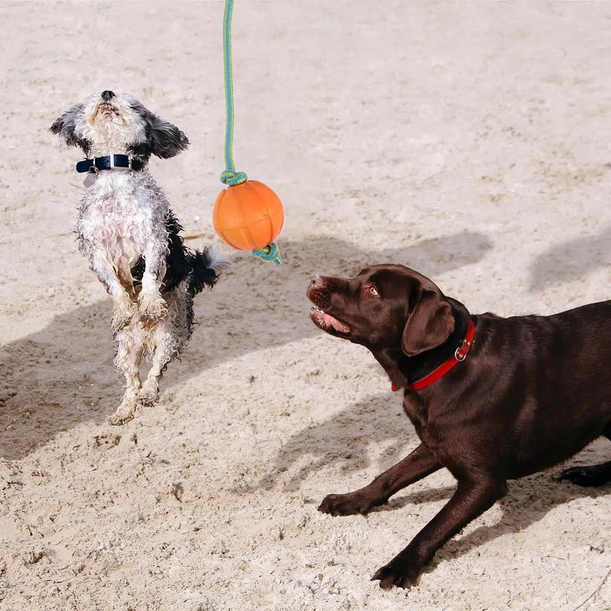 

3pcs Dog Training Bouncy Ball Bite Resistant Elastic Pet Ball Outdoor Molar Training Tool Easy Clean Stress Relief Pet Supplies