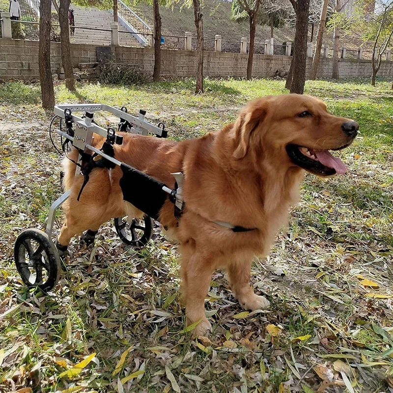 China Manufacture 2 4 Wheel Pet wheelchair Self-Locking Big Dog Carts Best Large Dog Rear Wheelchair For Back Legs