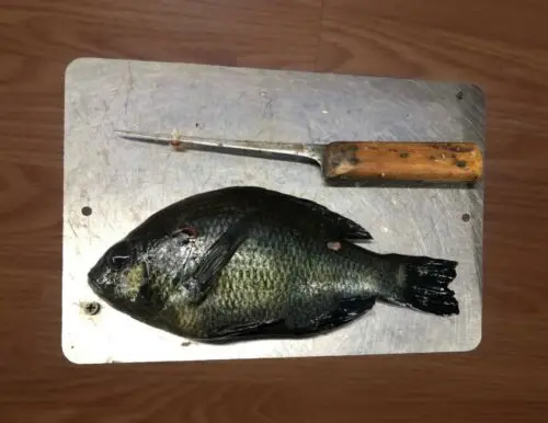 Bluegill Fish 8x12 Metal Wall Sign