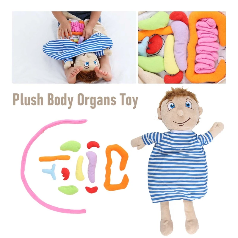 Jouet en peluche assemblé pour enfants, organes du corps humain, anatomie du corps, science du beurre, fuchsia, outil d'aide aux jouets