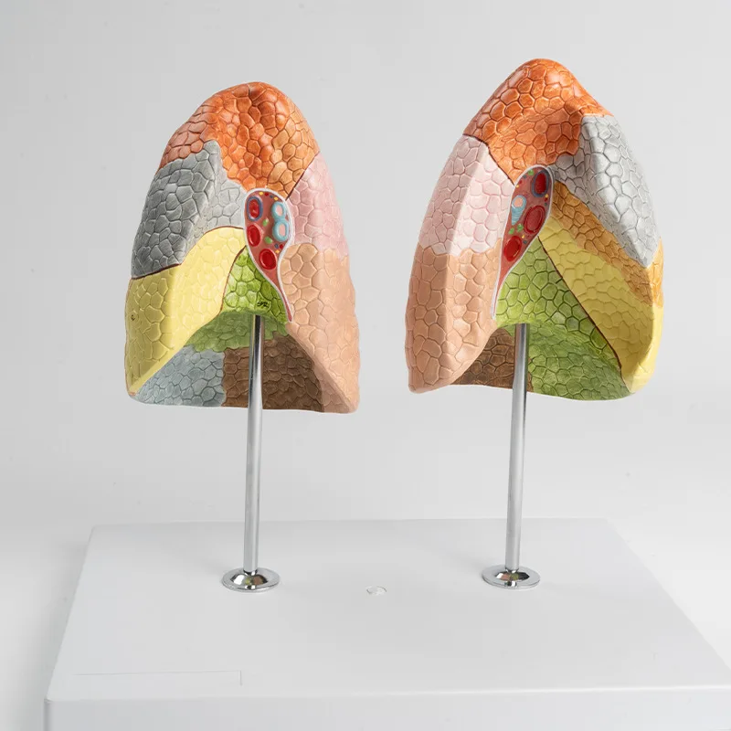 Color lung segment, color segmentation lung segment model, human lung model, color segmentation, internal organ anatomy model