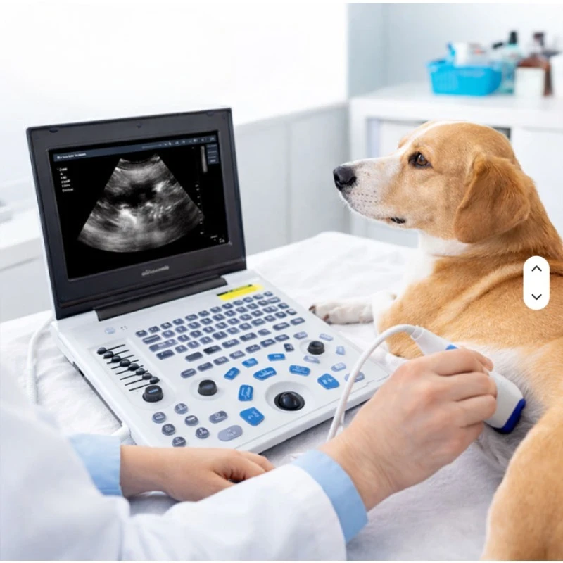 Cheapest Portable Color PW Ultrasound Echo Machine Veterinary Ultrasound Machine For Clinic B/W Laptop USG