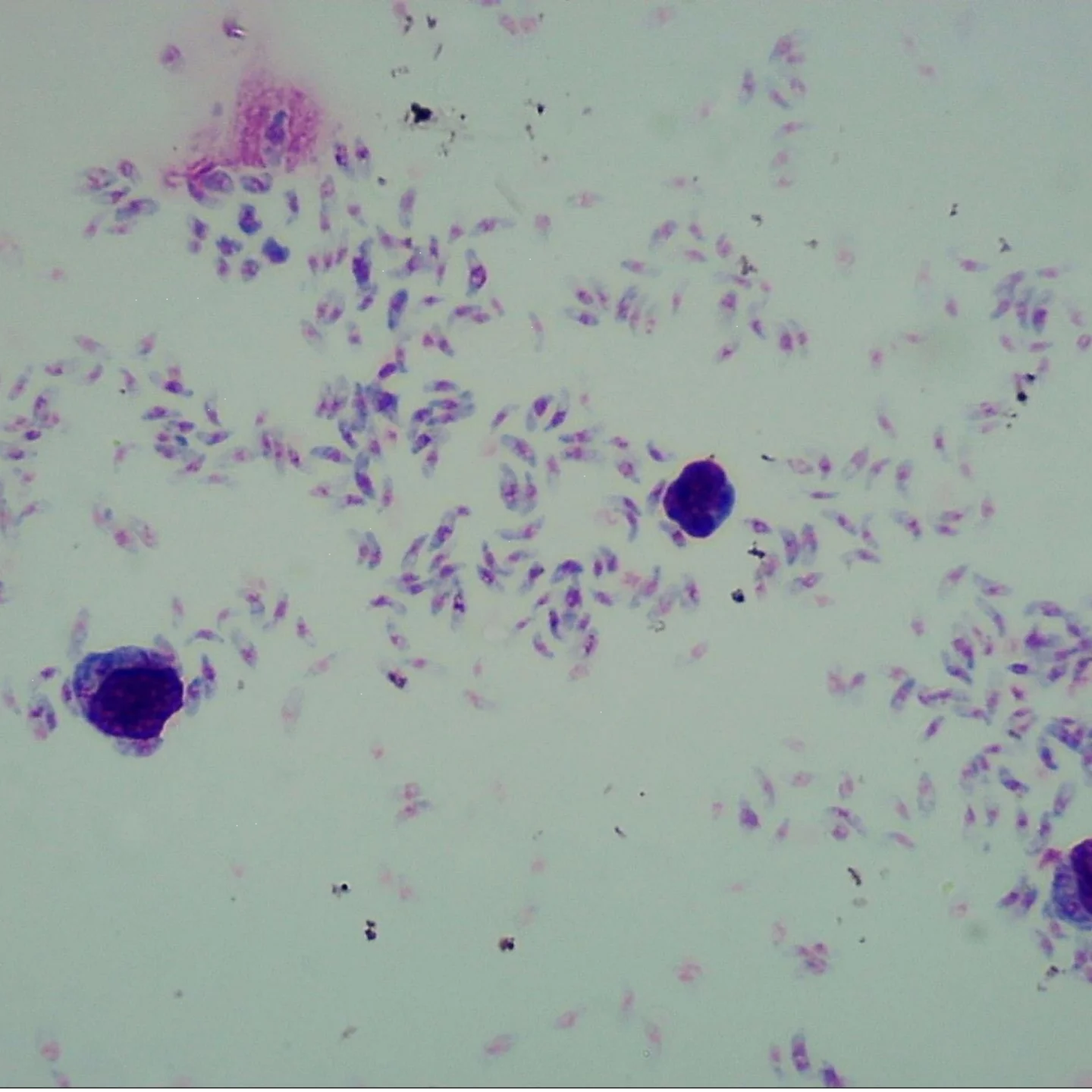 1 Pieces Toxoplasma Gondii Trophozoites W.M Parasitology Prepared Slides wholesale supplier