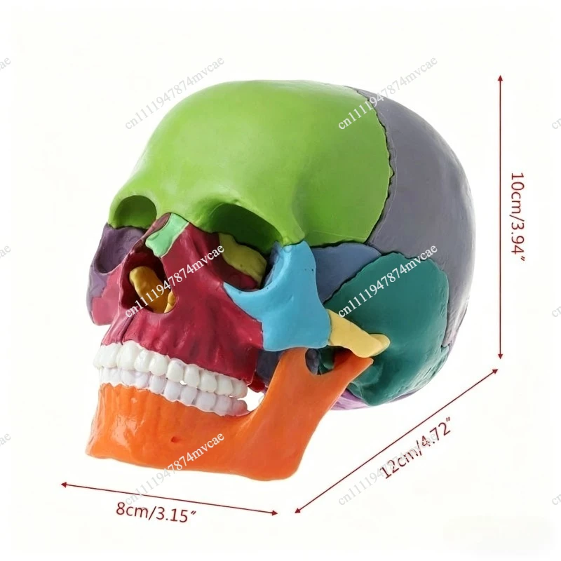 15pcs/set 4D Disassembled Color Skull Anatomical Model Detachable Medical Teachi