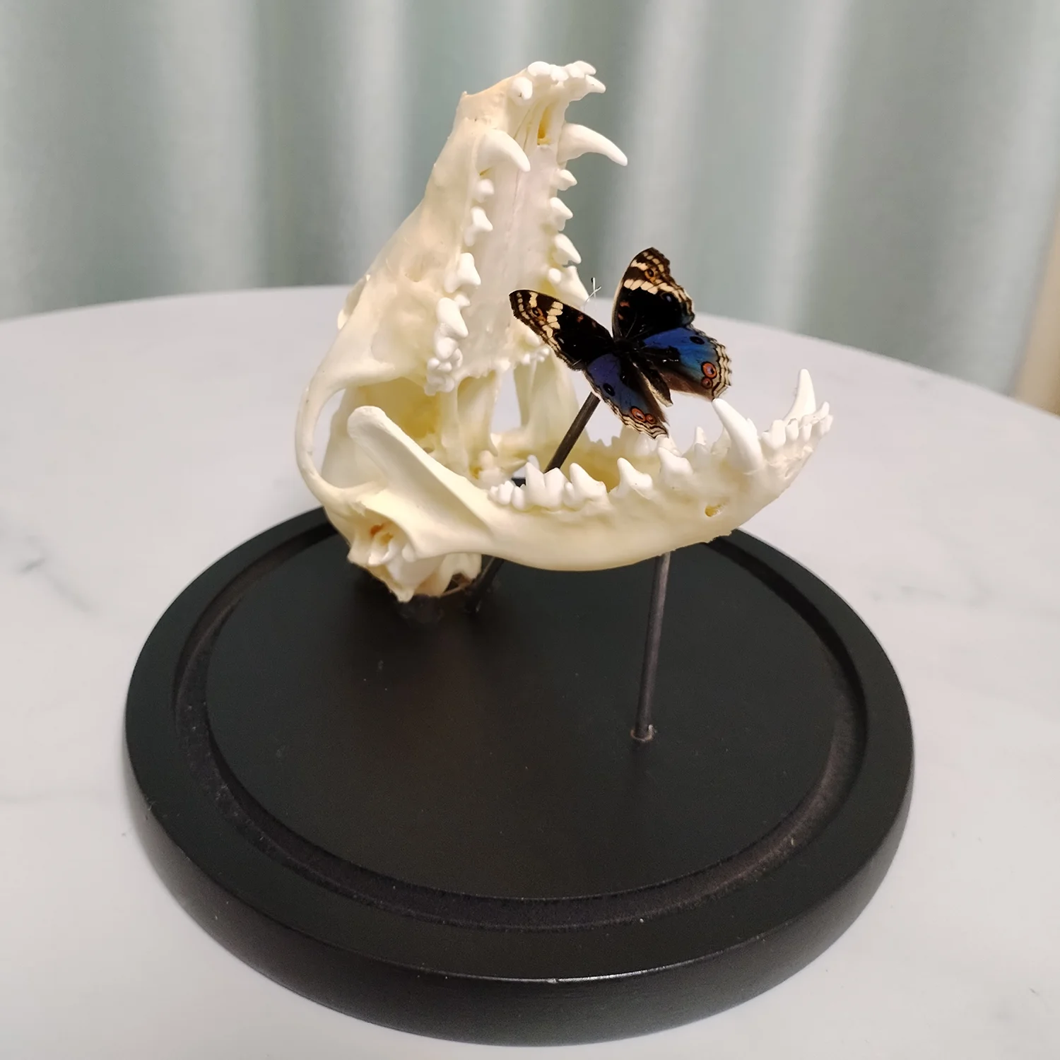 Real Beast Skull with Blue Butterfly Specimen Display, Taxidermy Insect Skull Decor with Glass Cover Gothic Collection Gifts