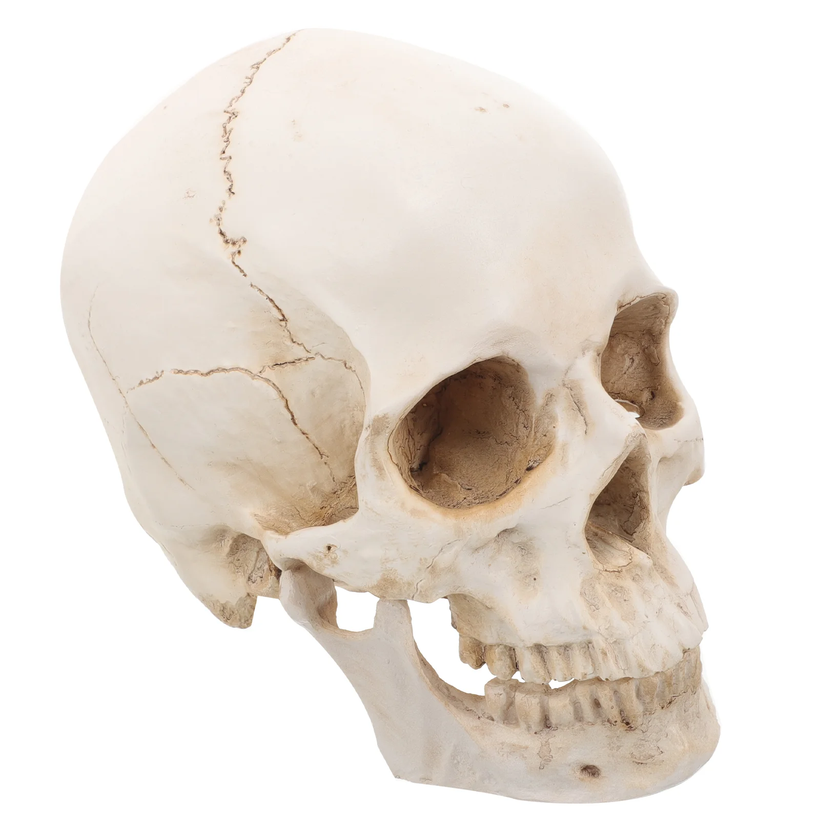 Resin Skull Human Model for Education Medical Adult Craft Ornaments