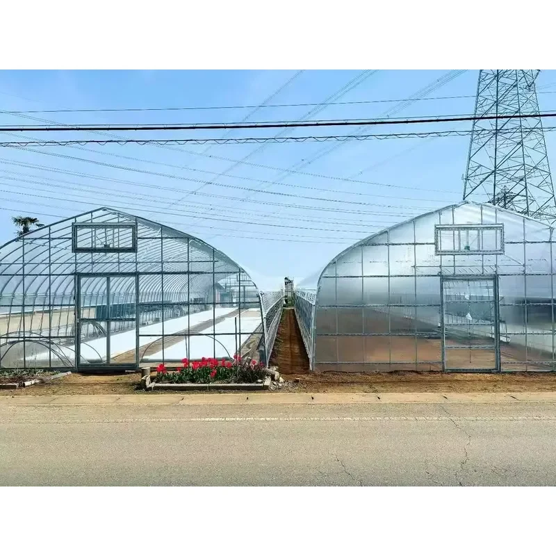 Large-scale Passive Solar Winter Greenhouse: Single-span Tunnel Tomato Plastic Agricultural Greenhouse Equipment