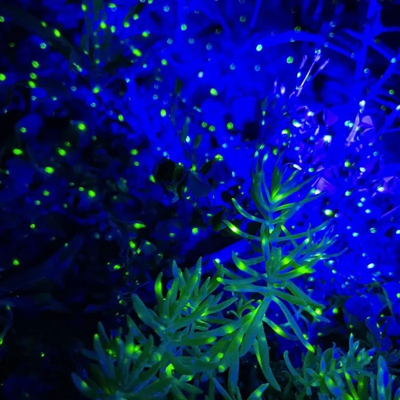 ضوء بروجيكتور على شكل نجمة في الهواء الطلق، ديكور عيد الميلاد بالليزر اليراع مع تصميم مقاوم للماء للحديقة والفناء #5