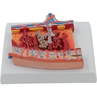 

Placental Tissue Magnification Model Advanced Human Anatomy Medical Training Simulator