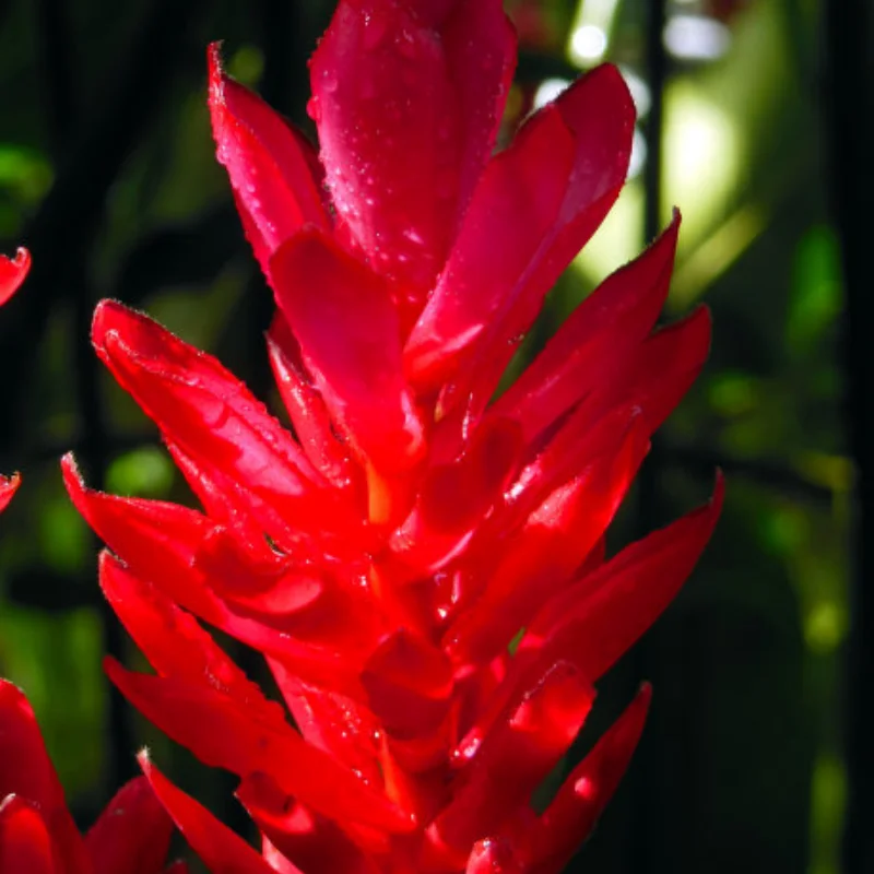 

Aluminum Shock Flex Blades for 1/18 RC Crawler TRX4M Upgrade