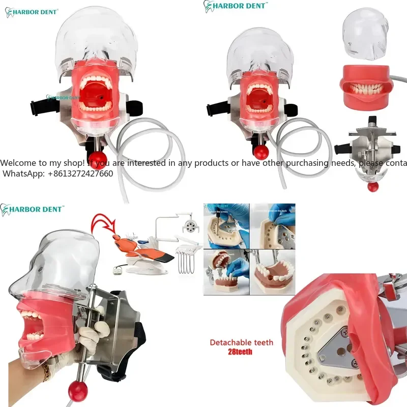 Factory Wholesale Typodont Steel Manual Phantom Manikin Simulator for Dentist Training Jaw Head Model by Harbor Dent