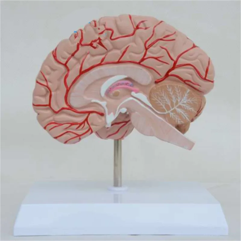 Human Right Brain Blood Vessel Medical Display Anatomical Model Deluxe Specimen Medical Science Supplies