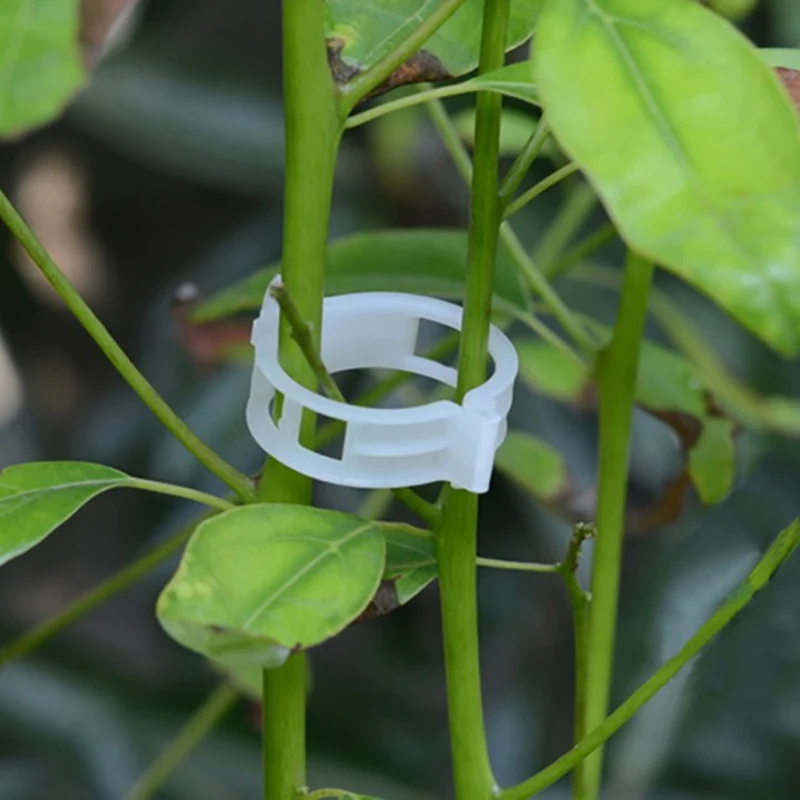 100/50Pcs Plastic Plant Support Clips Reusable Plant Vine Protection Grafting Fixing Tool for Vegetable Tomato Garden Supplies