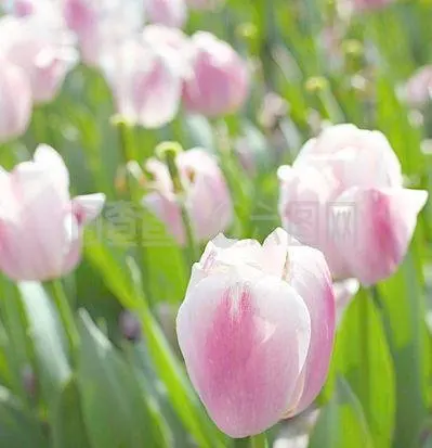 

1 Set 304 Chassis Armor For MJX HYPER GO 1/12 H12Y H12Y+Remote Control Car Upgrade Accessories Non Destructive Installation