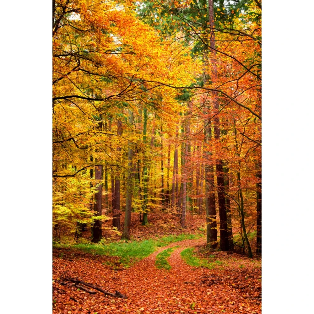 Autumn Maple Forest Backdrop Natural Scenery Fall Fallen Leaves Path Sunshine Baby Portrait Photography Background Photo Studio