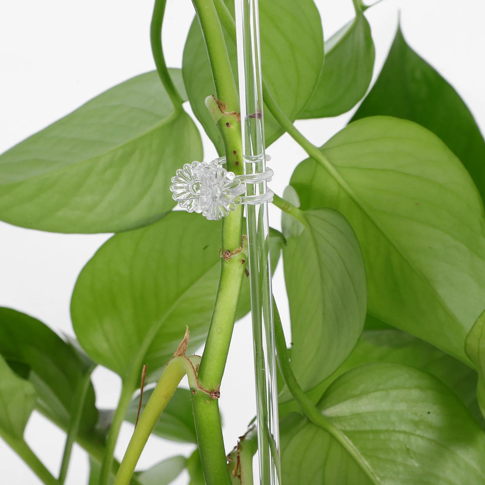 

16Pcs Transparent Plant Climbing Stakes Clear Orchid Support Sticks for Indoor Outdoor Vertical Growth Flower Clips