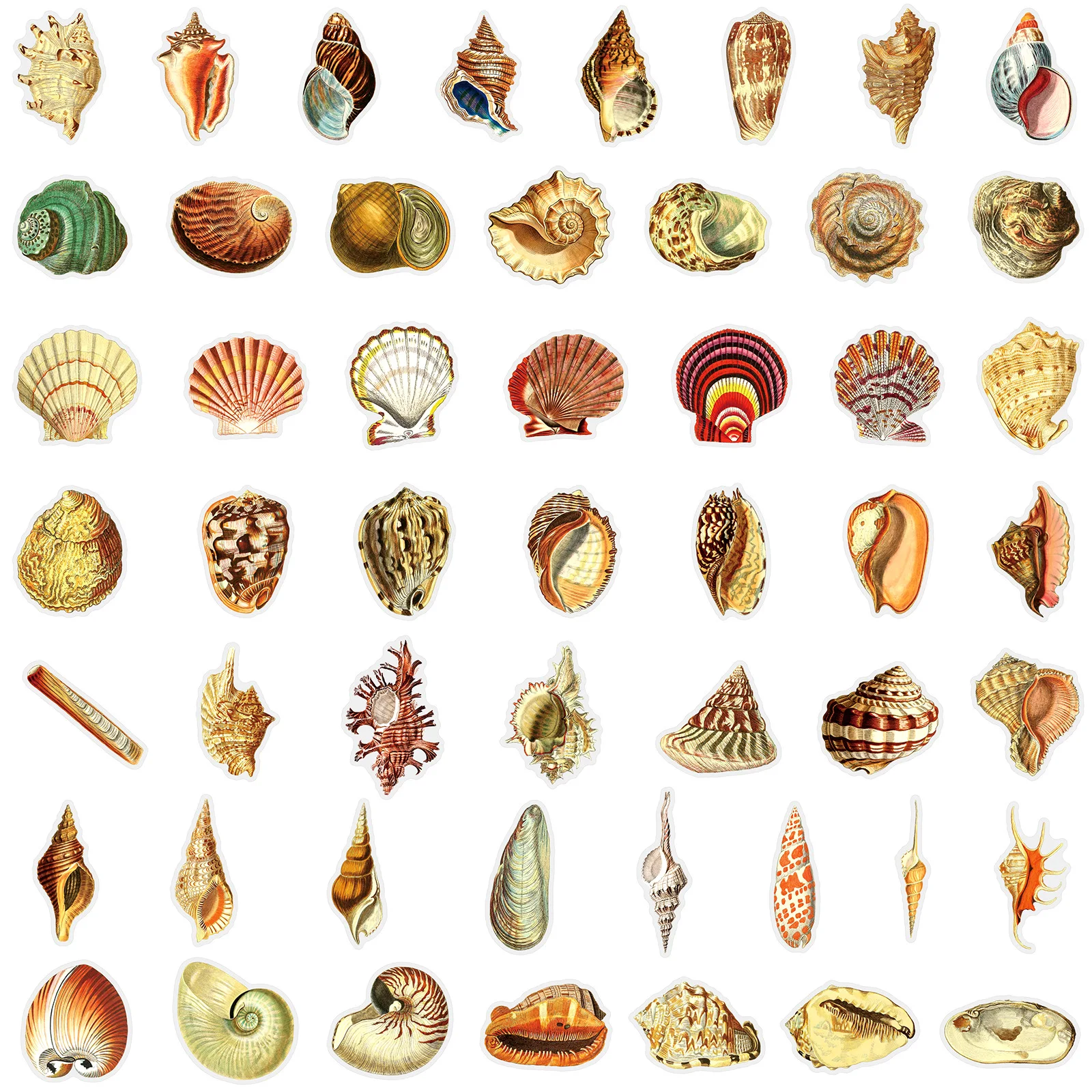 50Pcs Vintage Shell Conch Transparent Stickers Ins Style Marine Life Decals Decoration For Phone Notebook Laptop Guitar Kids Toy