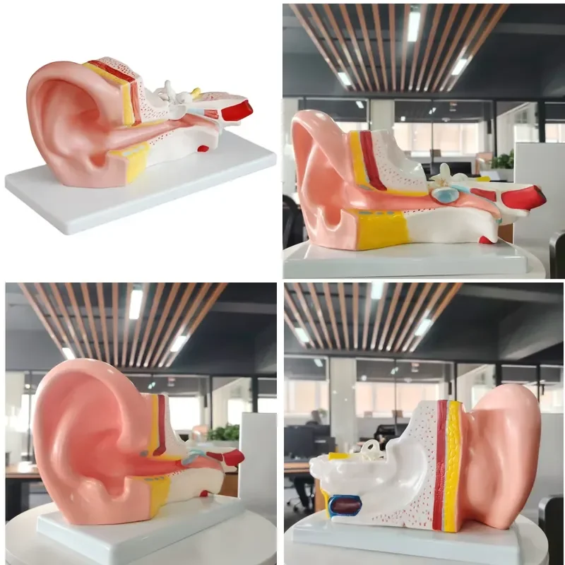 Medical Science PVC Anatomical Model 3x Enlarged Middle Ear Model Dissectible Into 2 Parts