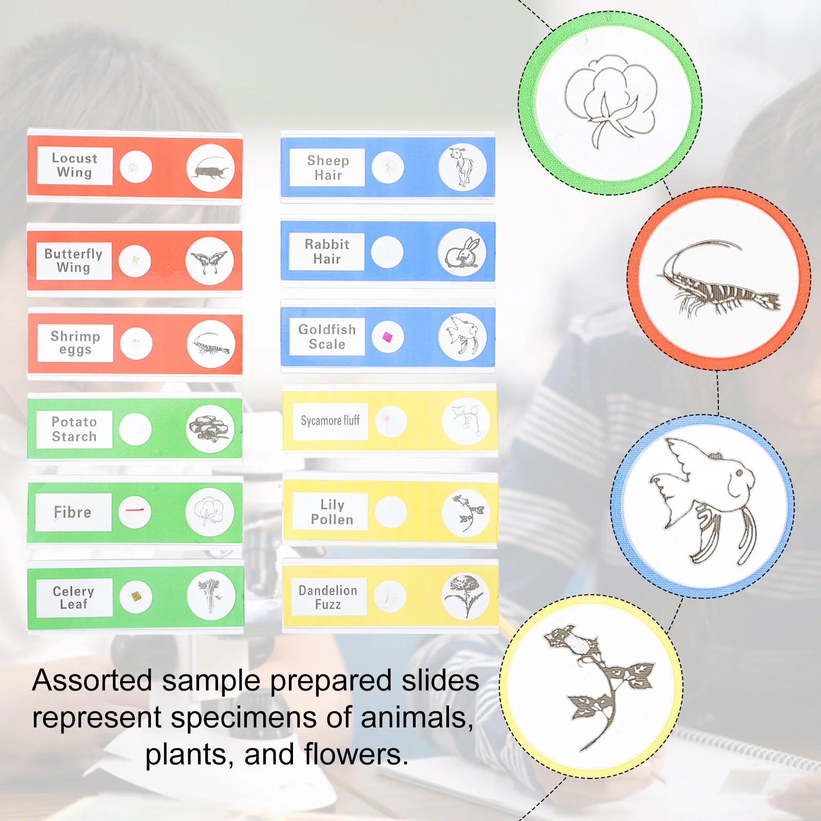 ชุดสไลด์กล้องจุลทรรศน์ชีวภาพ 36 ชิ้น ตัวอย่างสัตว์ พืช แมลง แบบใส สำหรับเด็ก ปลอดภัย ทำจากพลาสติก สำหรับการดูแบบสเตอริโอ