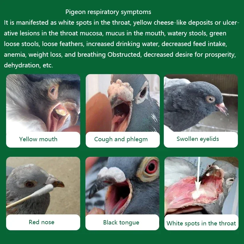 Pigeon nutritional supplements Trichomonas respiratory tract Cough with yellow and white mouth Probiotic powder