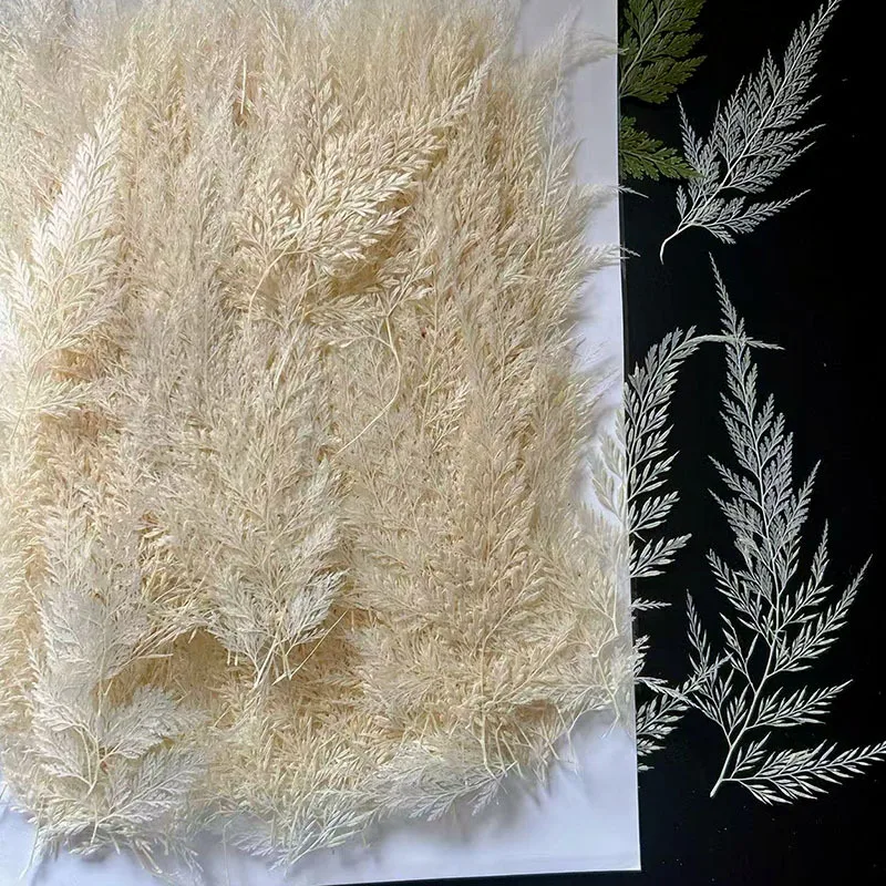 

60Pcs Natural Plant Specimens of White Ferns, Bleached Leaves, Handmade Materials for DIY Phone Cases, Resin Crafts, Dried Flowers, Pressed Ferns
