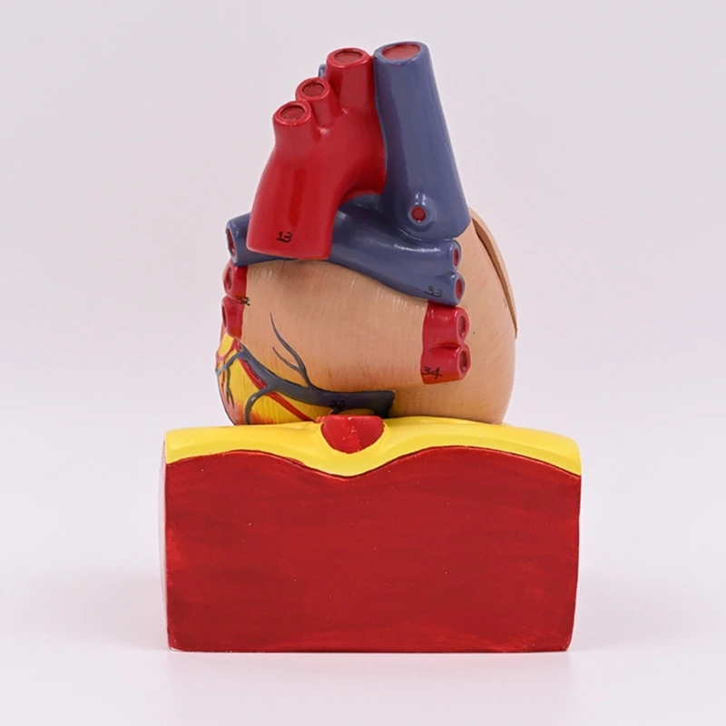 Modelo corazón humano Modelo médico Modelo corazón del cuerpo humano para educación científica