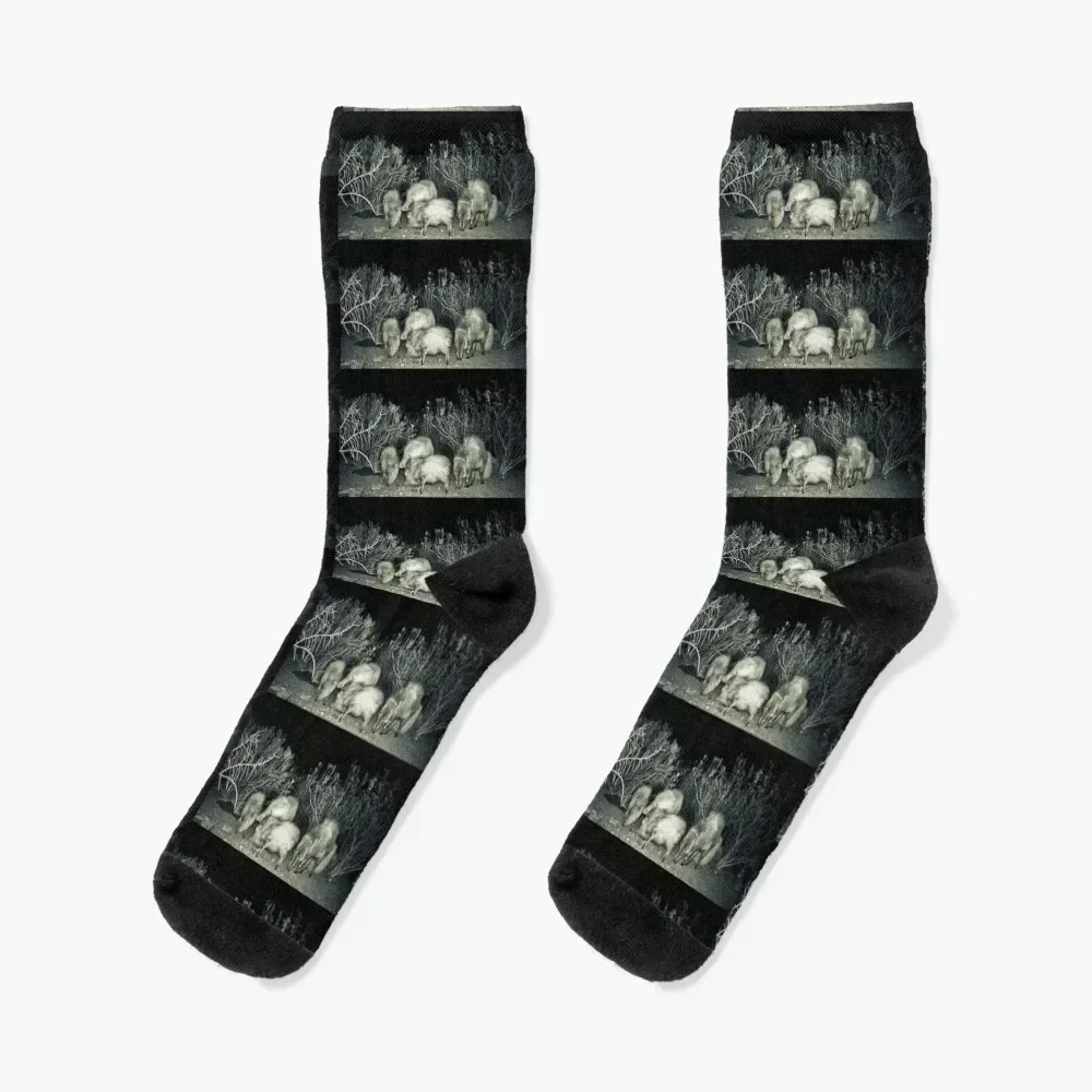 

Javelina Herd at Night (Collared-Peccary) Socks warm winter winter Wholesale New year's Socks Girl Men's