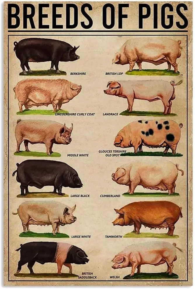 Laminated Posters. Breeds of Pigs Retro Vintage Metal Tin Signs Farm Decorative Country Home Decor Signs Gift Inch