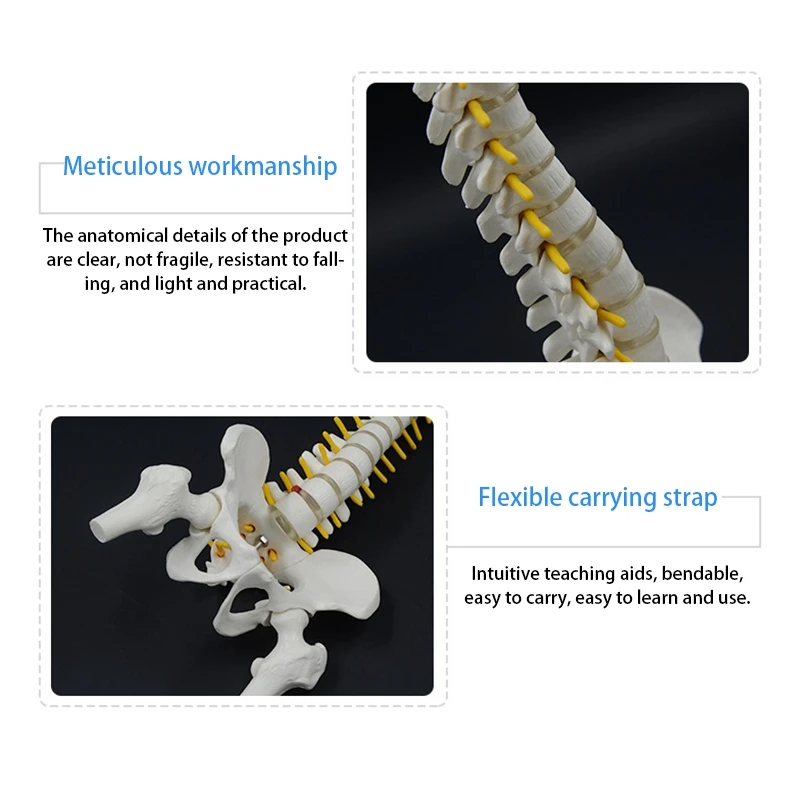 Топ-45 см человеческого позвоночника с моделью таза, анатомическая анатомия человека, модель позвоночника, модель позвоночника + гибкая подставка