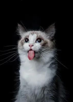 Car Phone Holder Ba…