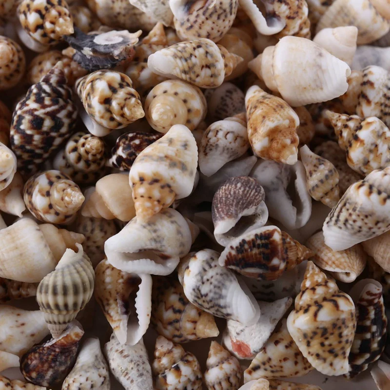 4X About 1300-1500 Tiny Sea Shell Ocean Beach Spiral Seashells Craft Charms 7-12Mm For Candle Making,Home Decoration