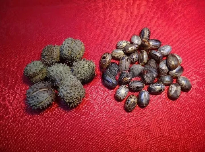 آلة قصف ريسينوس الصغيرة / آلة تقشير حبوب الخروع #3